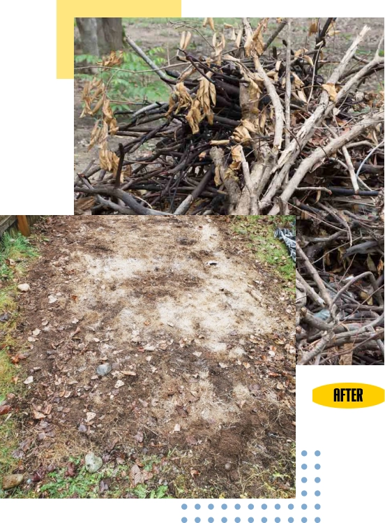 Tree waste removal Seattle by Junk B Gone