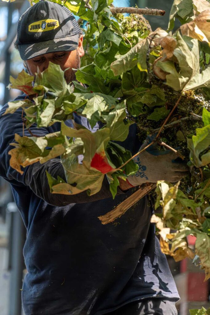 Yard Waste removal seattle