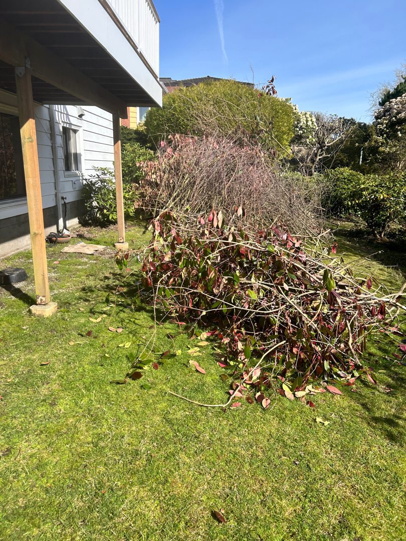 Backyard full of yard waste in Seattle - too much for the green bin