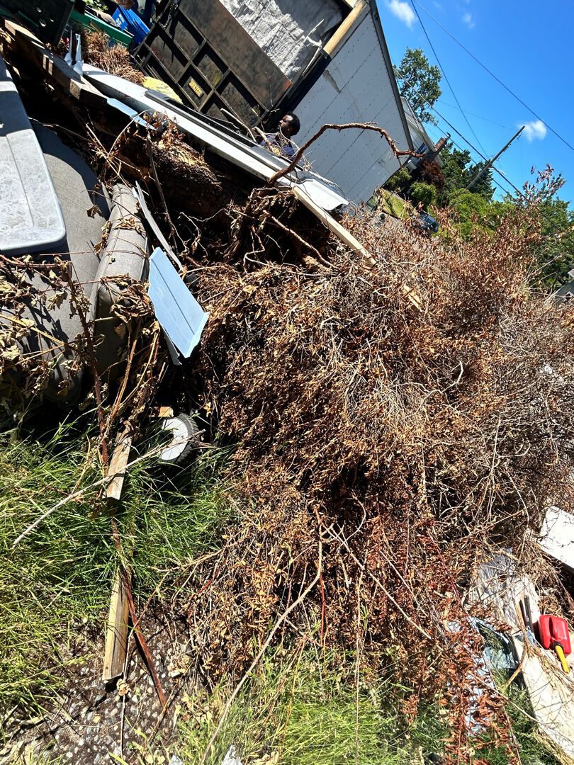 A wall of dead brush and tangled blackberry vines cleared during a Seattle yard waste removal job